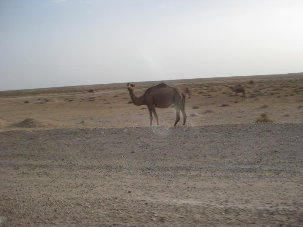i/Family/Djerba/Safari - Djerba 2009 193.jpg